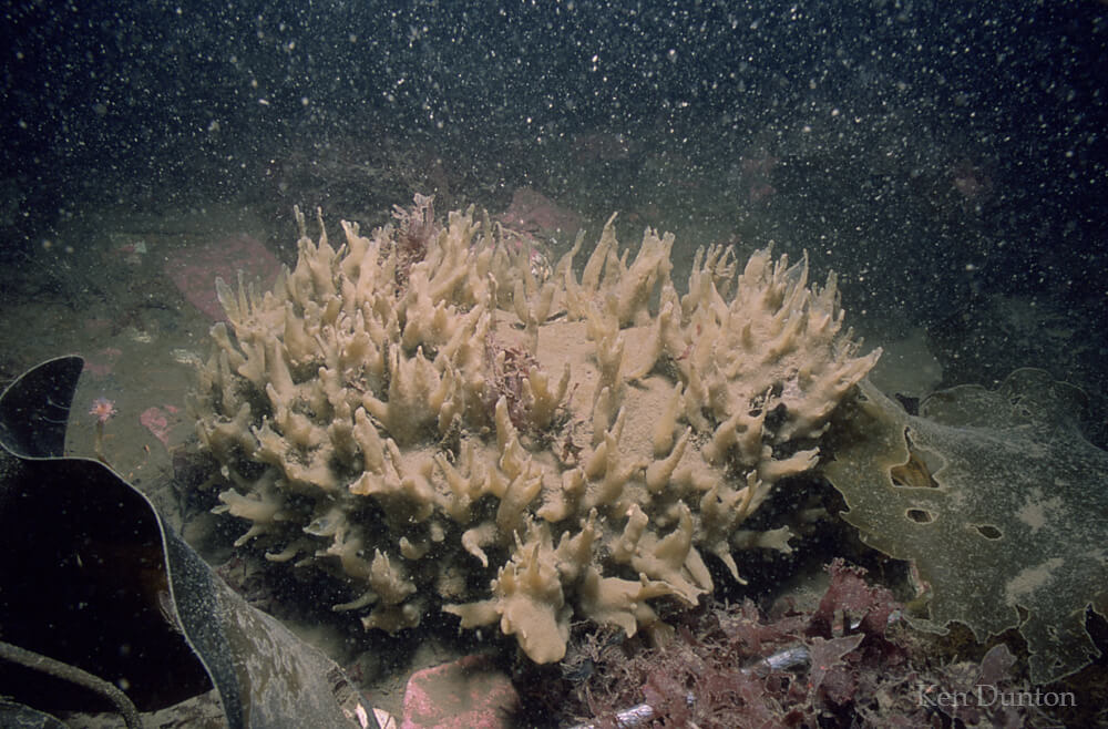 Sponge: Halichondria panicea